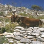 Φυσικές ομορφιές περιοχής